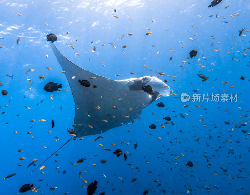 海洋蝠鲼(Manta birostris)游过清洁站。在世界自然保护联盟的红色名单中，这些优雅的动物正在成为野外罕见的景象。